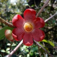 <i>Uvaria narum</i>  (Dunal) Blume